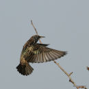 Common Starling (Sturnus vulgaris) Ad-W
