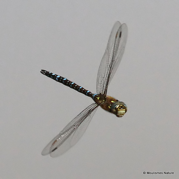 Migrant Hawker (Aeshna mixta) M