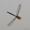 Migrant Hawker (Aeshna mixta) M