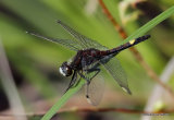 Large White-faced Darter (Leucorrhinia pectoralis) M, Leucorrhine a gros thorax