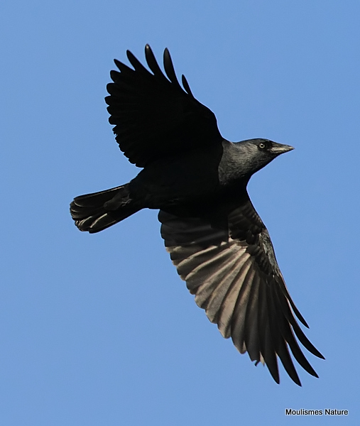Western Jackdaw (Corvus monedula)