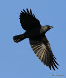Western Jackdaw (Corvus monedula)