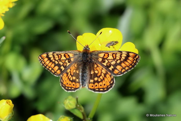 Marsh Fritillary (Euphydryas aurinia)