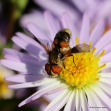 Tachinid fly sp. Ectophasia oblonga/E. crasipennis