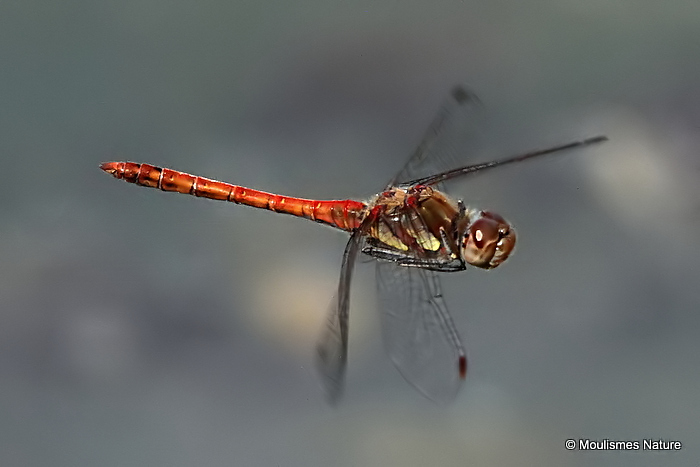 Common Darter (Sympetrum striolatum) M