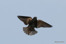 Common Starling (Sturnus vulgaris) Ad-W