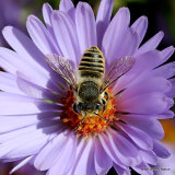 Megachile leachella/M. pilidens F