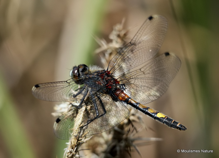 Large White-faced Darter (Leucorrhinia pectoralis) M