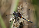 Large White-faced Darter (Leucorrhinia pectoralis) M