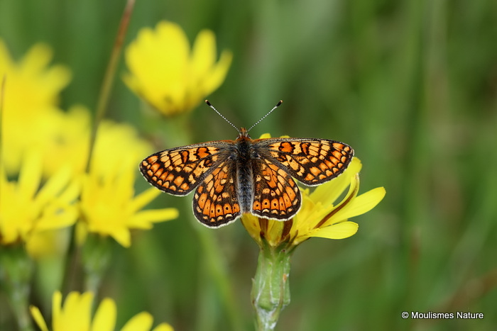Marsh Fritillary (Euphydryas aurinia)