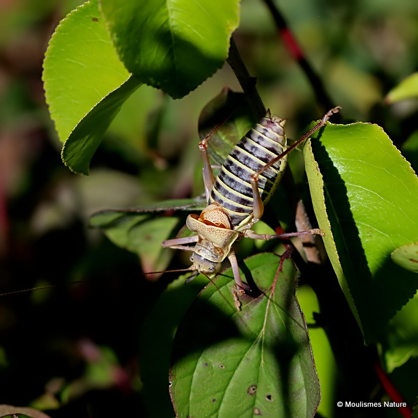 Western Saddle Bush-cricket (Ephippiger d. diurnus) M