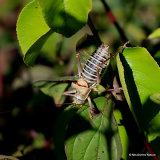 Western Saddle Bush-cricket (Ephippiger d. diurnus) M