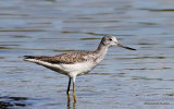 Common Greenshank (Tringa nebularia)