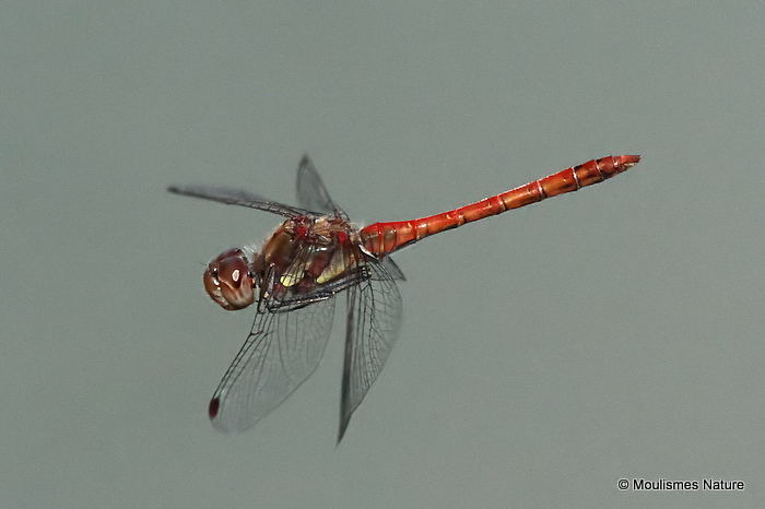 Common Darter (Sympetrum striolatum) M