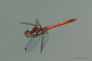 Common Darter (Sympetrum striolatum) M