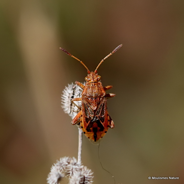 Squash Bug sp. Stictopleurus abutilon