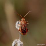 Squash Bug sp. Stictopleurus abutilon
