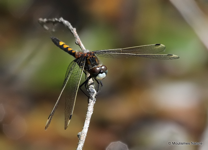Large White-faced Darter (Leucorrhinia pectoralis) M-Imm