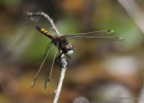 Large White-faced Darter (Leucorrhinia pectoralis) M-Imm