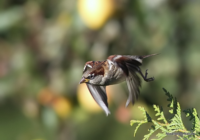 House Sparrow (Passer domesticus) M-W