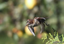 House Sparrow (Passer domesticus) M-W