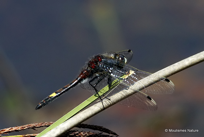 Large White-faced Darter (Leucorrhinia pectoralis) M