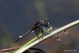 Large White-faced Darter (Leucorrhinia pectoralis) M