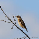 Whinchat (Saxicola rubetra)