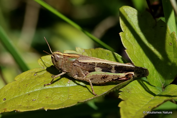 Aiolopus strepens
