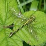 Western Clubtail (Gomphus pulchellus) F-ten