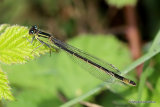 Blue-tailed Damselfly (Ischnura elegans) F 'infuscans'
