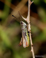 Lesser Field Grasshopper (Chorthippus m. mollis) M