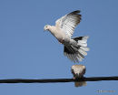Eurasian Collared Dove (Streptopelia decaocto)