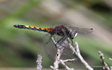 Large White-faced Darter (Leucorrhinia pectoralis) M-Imm