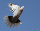 Eurasian Collared Dove (Streptopelia decaocto)