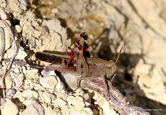 Aiolopus strepens M