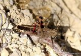Aiolopus strepens M