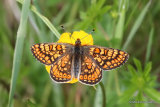 Marsh Fritillary (Euphydryas aurinia)
