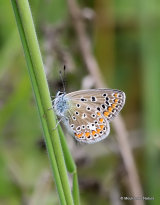 Common Blue (Polyommatus icarus) F