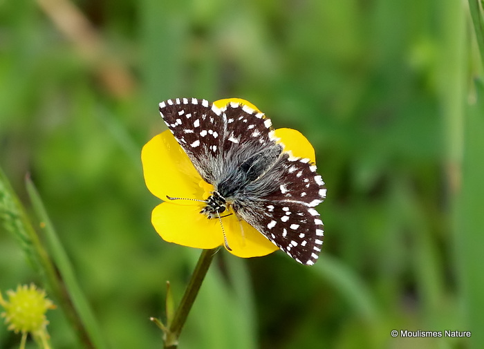 Grizzled Skipper (Pyrgus malvae)
