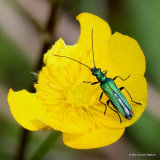 False Oil Beetle (Oedemera nobilis) F