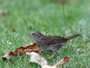Dunnock (Prunella modularis) Juv