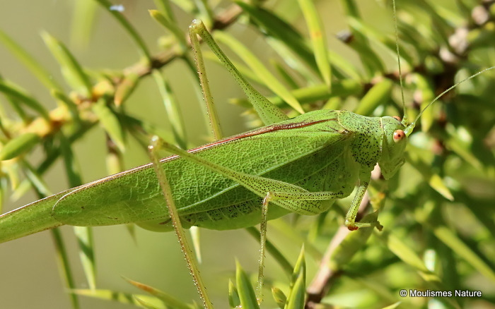 Mediterranean Katydid (Phaneroptera nana) F