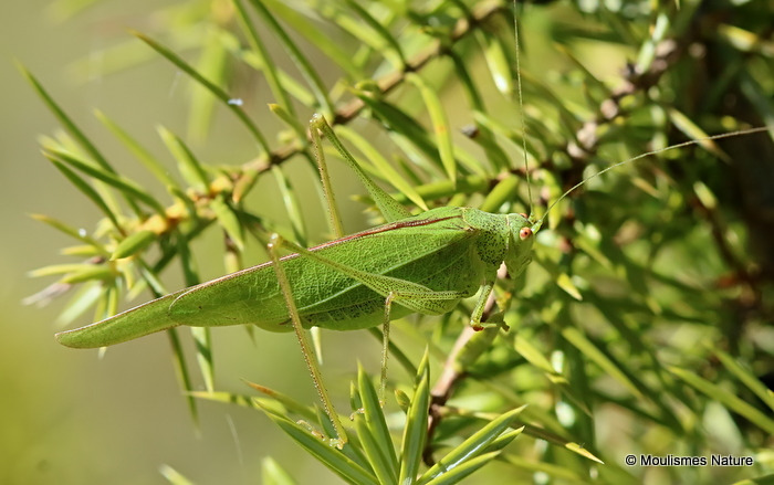 Mediterranean Katydid (Phaneroptera nana) F