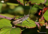 Lesser Field Grasshopper (Chorthippus m. mollis) M