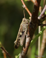 Aiolopus strepens F