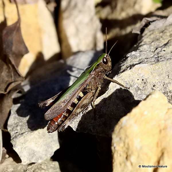 Woodland Grasshopper (Omocestus rufipes) F