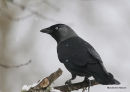 Western Jackdaw (Corvus monedula)