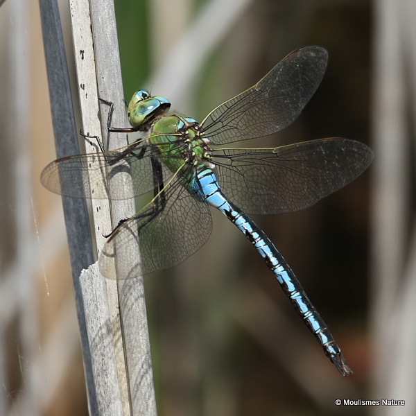 Emperor (Anax imperator) M