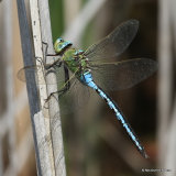 Emperor (Anax imperator) M